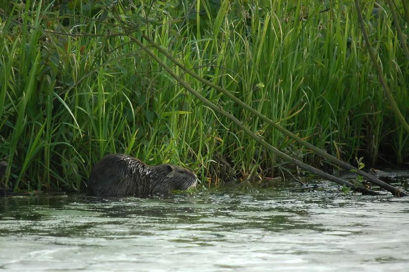 2009_05_16_102_Bruch