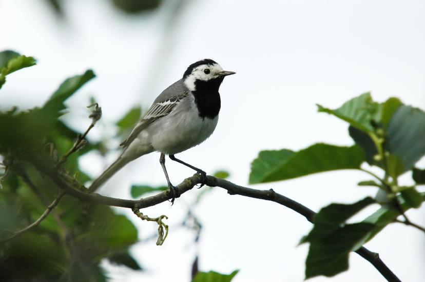 2009_05_17_393_Bruch