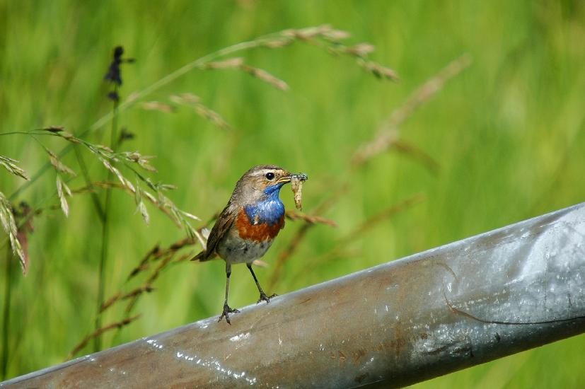 2009_05_31_337_Rieselfelder
