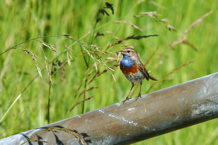 2009_05_31_345_Rieselfelder