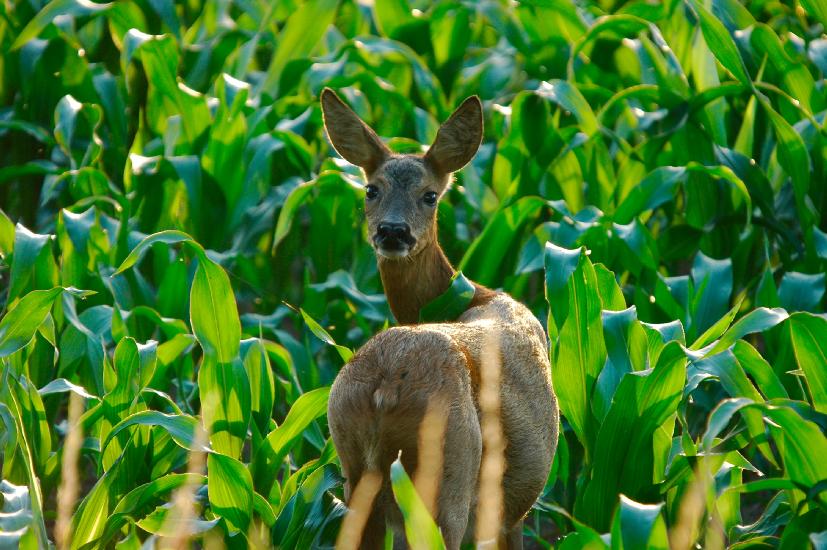 2009_06_28_201_Bruch_ff