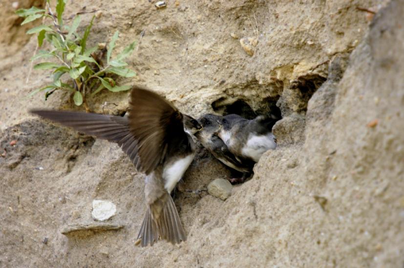 2009_07_12_217_RuegenTele