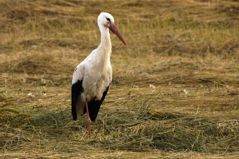 2009_07_15_105_RuegenTele