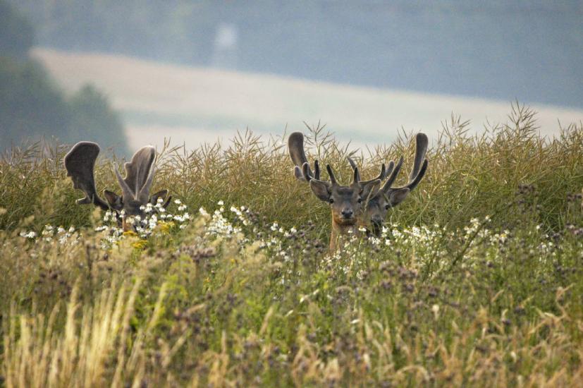 2009_07_16_103_RuegenTele