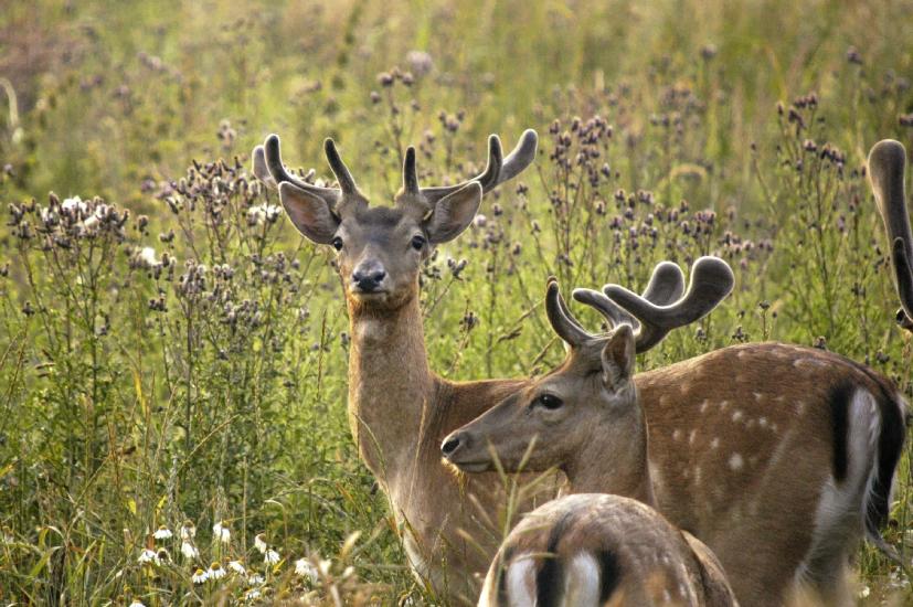 2009_07_16_78_RuegenTele