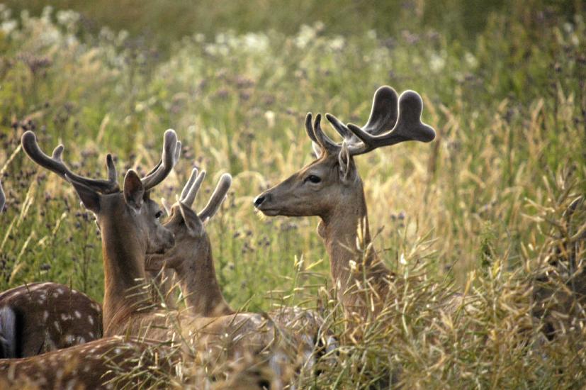 2009_07_16_82_RuegenTele