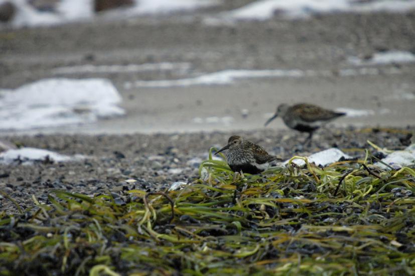 2009_07_19_120_KuehlungTele