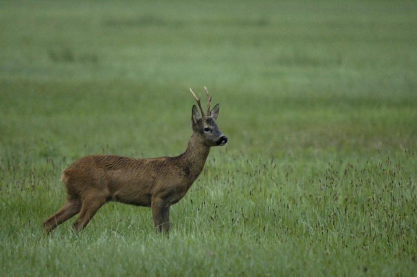 2009_07_25_132_Bruch