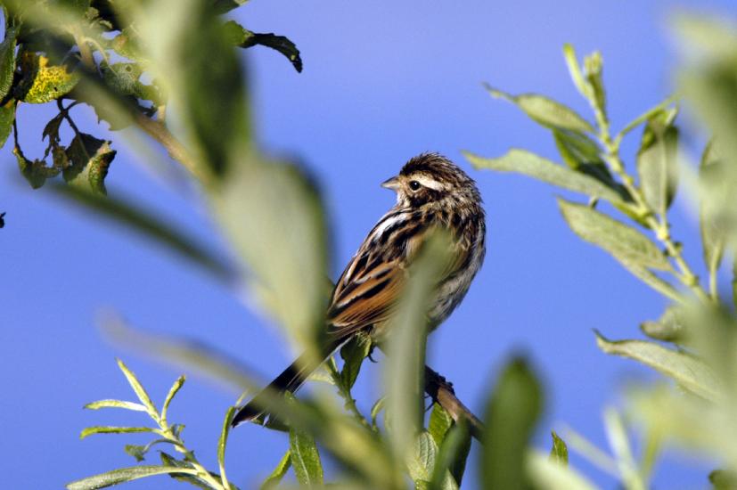 2009_07_26_445_Bruch