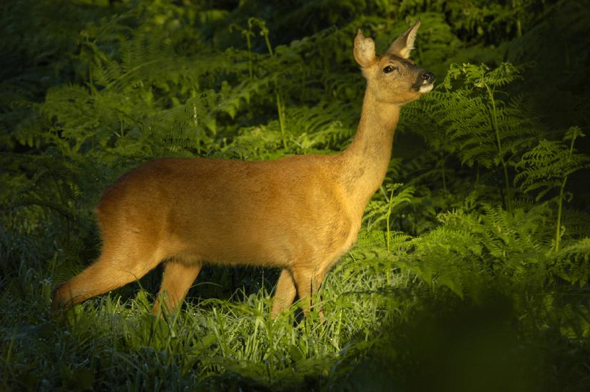 2009_08_01_274_Bruch