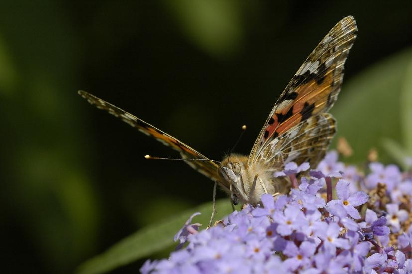 2009_08_01_61_MakroGarten