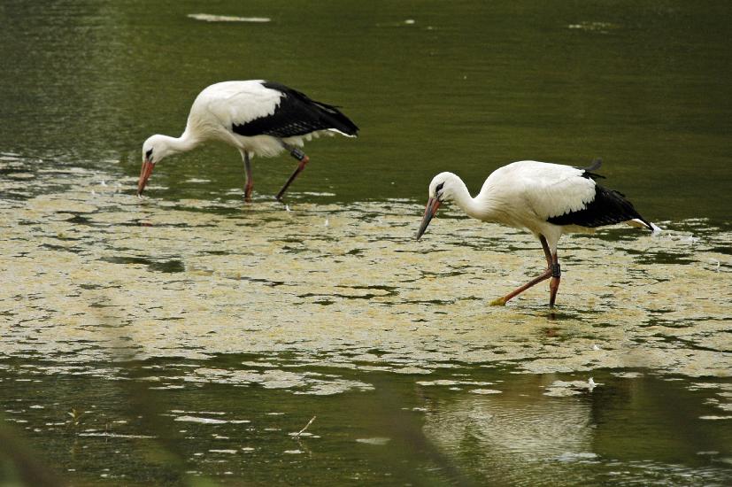 2009_08_02_312_RieselfelderI