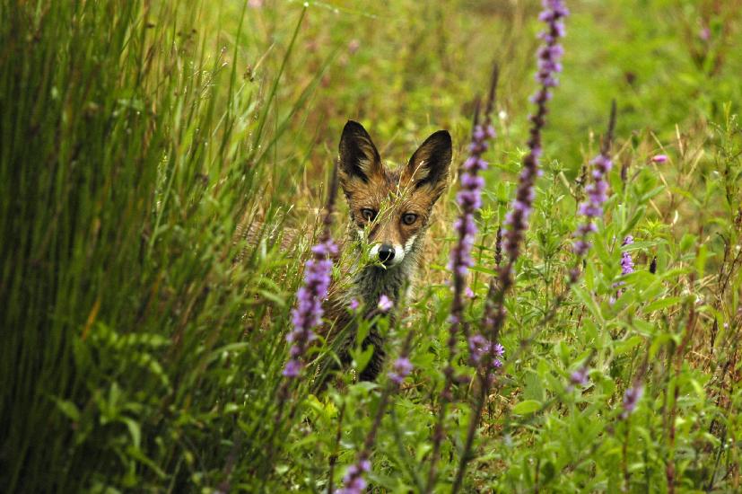 2009_08_02_8_RieselfelderII