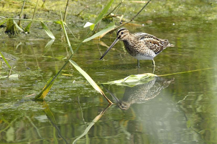 2009_08_30_112_RieselfelderI