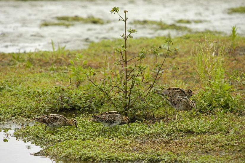 2009_08_30_131_RieselfelderII