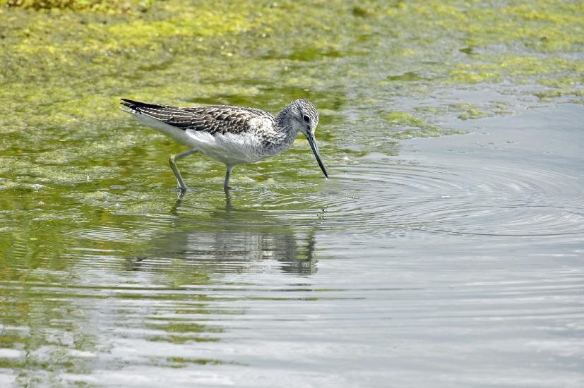 2009_08_30_217_RieselfelderI