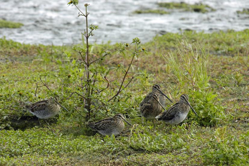 2009_08_30_389_RieselfelderI