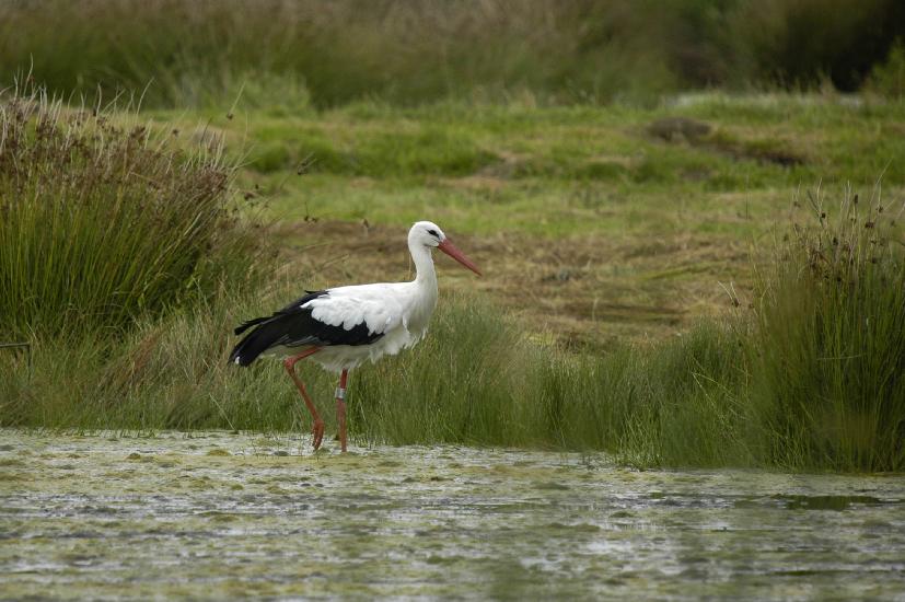 2009_08_30_484_RieselfelderI