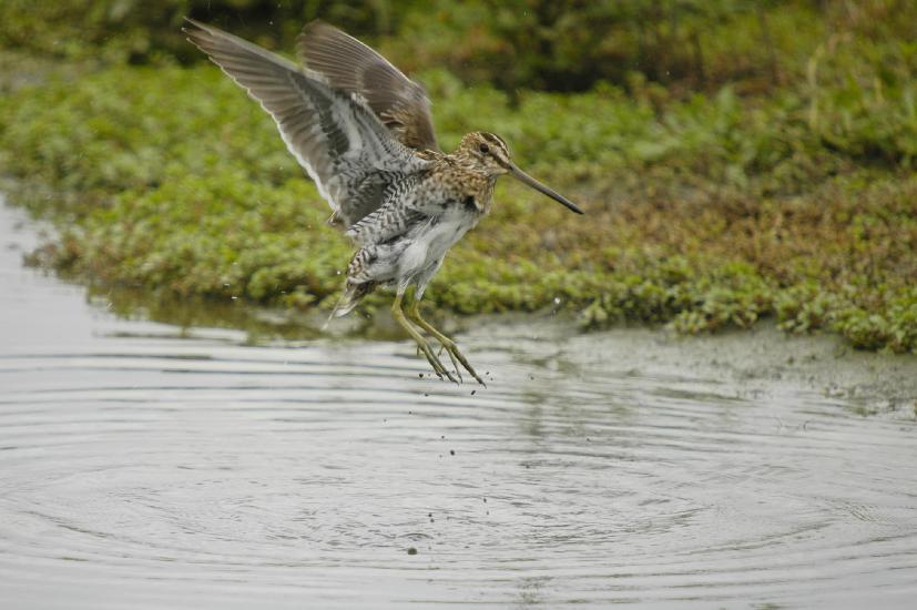 2009_08_30_638_RieselfelderI