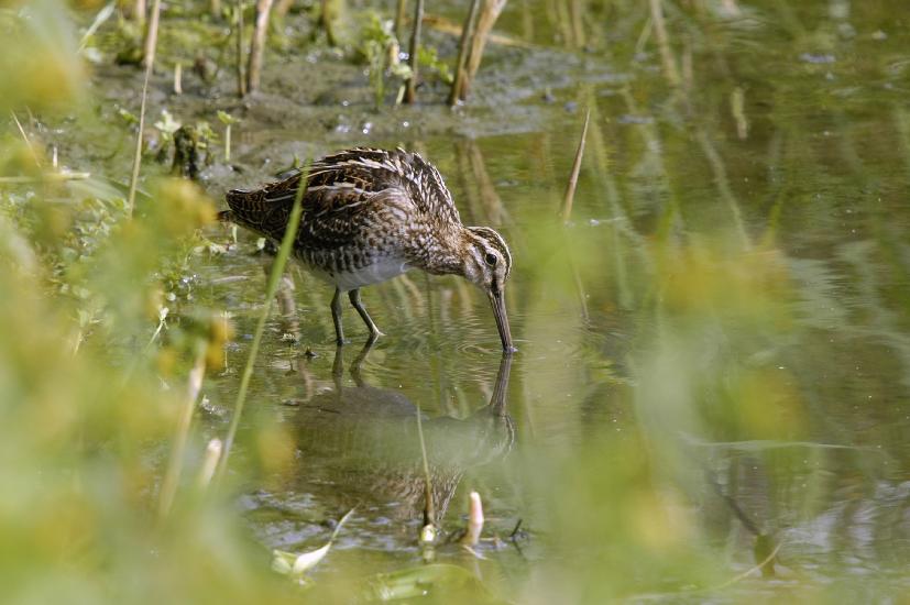 2009_08_30_72_RieselfelderI