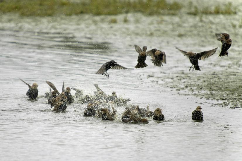 2009_08_30_7_RieselfelderII