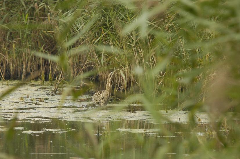 2009_09_28_145_Rieselfelder