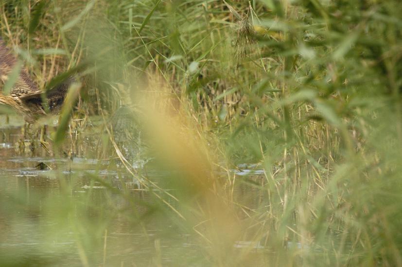 2009_09_28_223_Rieselfelder