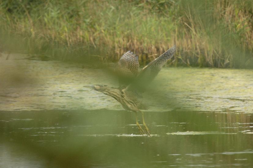 2009_09_28_233_Rieselfelder