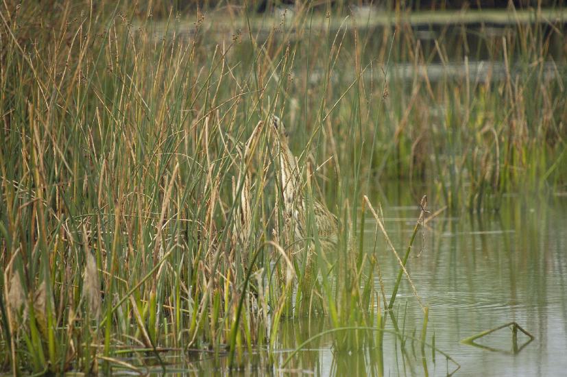 2009_09_28_234_Rieselfelder