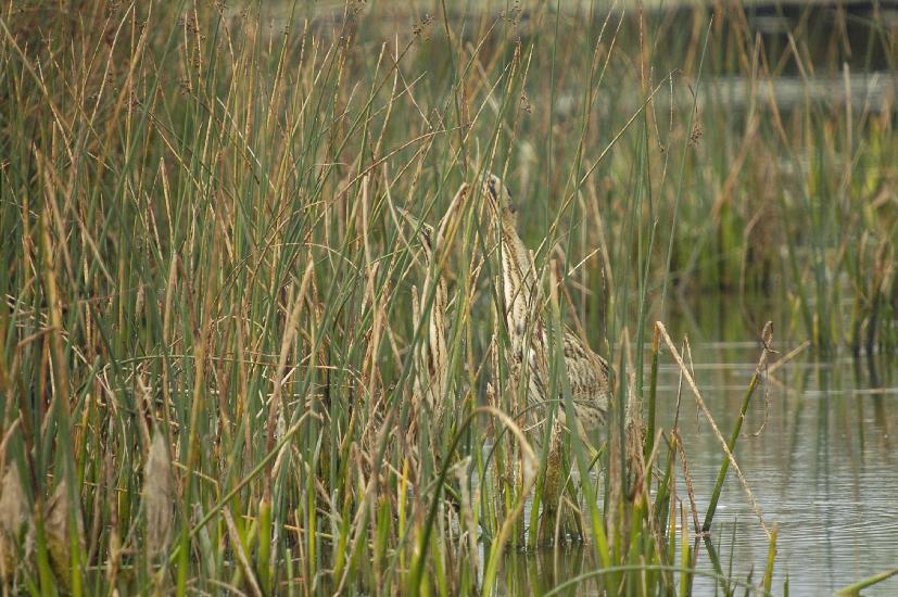 2009_09_28_235_Rieselfelder