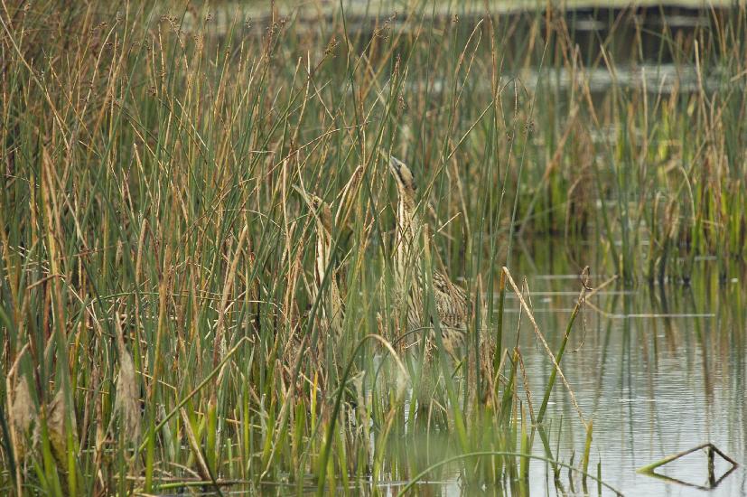 2009_09_28_246_Rieselfelder