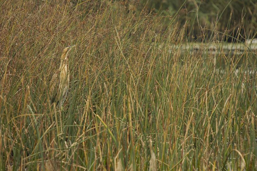 2009_09_28_313_Rieselfelder