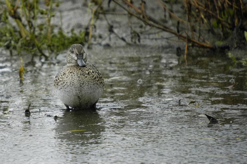 2009_10_16_414_Rieselfelder