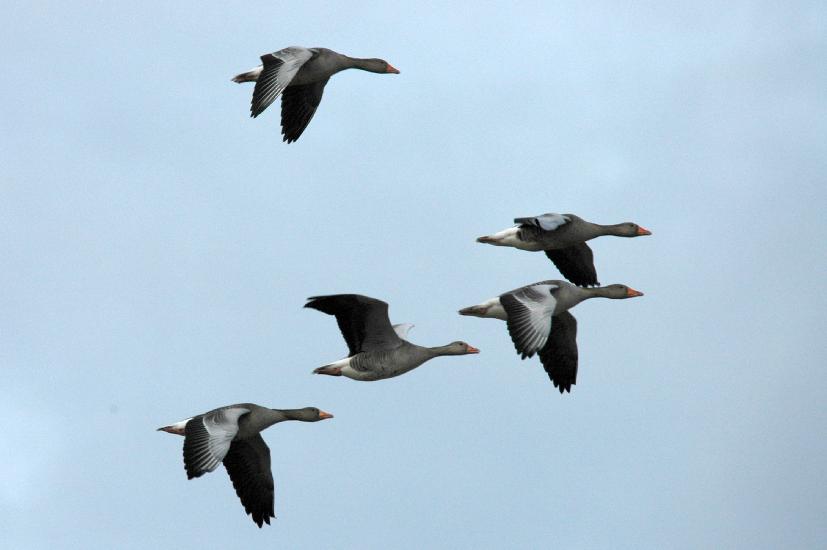 2010 02 19_Bruch_0369