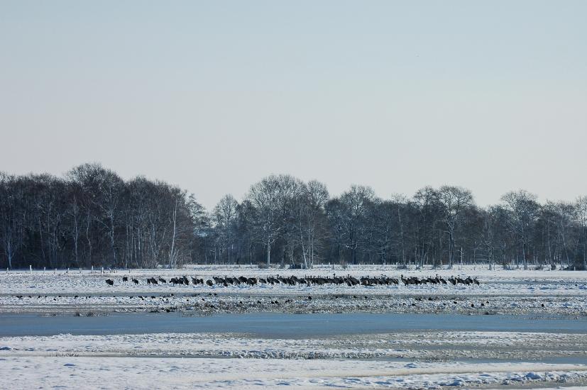 2010 03 06_BruchKraniche_0006