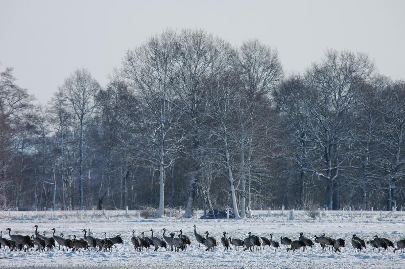 2010 03 06_BruchKraniche_0084