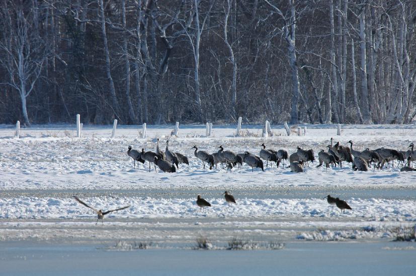 2010 03 06_BruchKraniche_0094