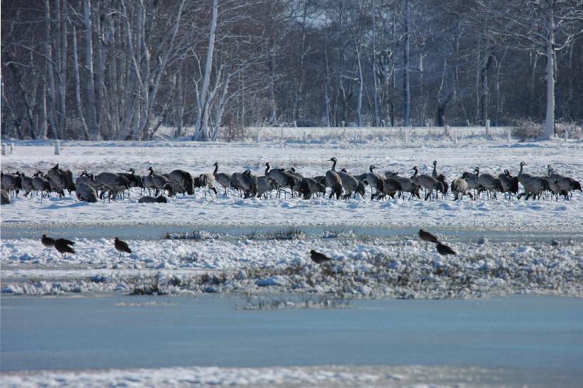 2010 03 06_BruchKraniche_0095