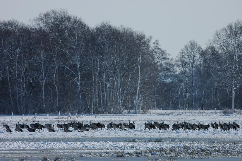 2010 03 06_BruchKraniche_0103