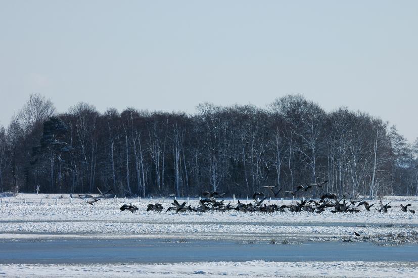 2010 03 06_BruchKraniche_0113