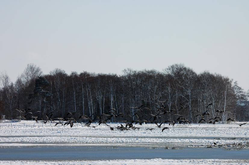 2010 03 06_BruchKraniche_0118