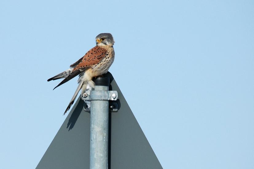 2010 03 06_BruchKraniche_0224