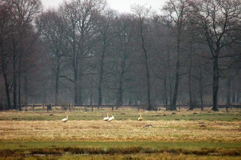 2010 03 14_Bruch_0120