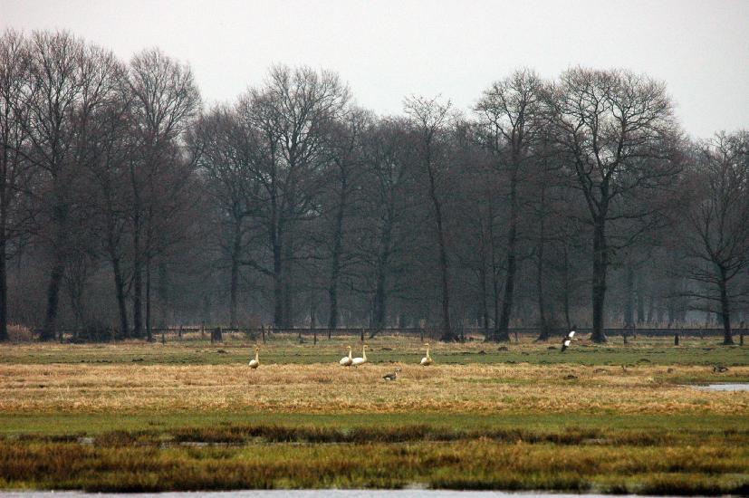 2010 03 14_Bruch_0124