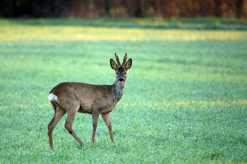 2010 04 02_Bruch_0157