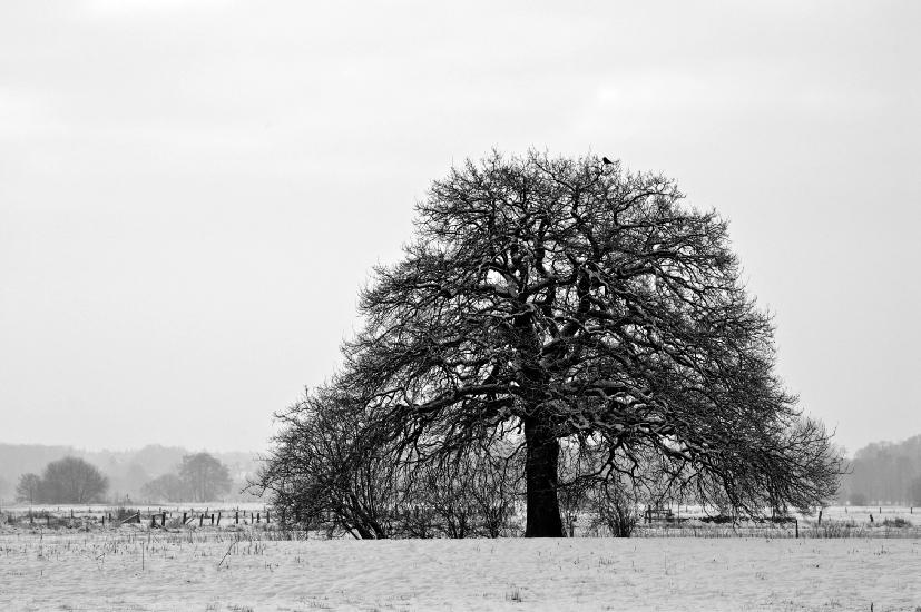 2010_01_08_Bruch (24)