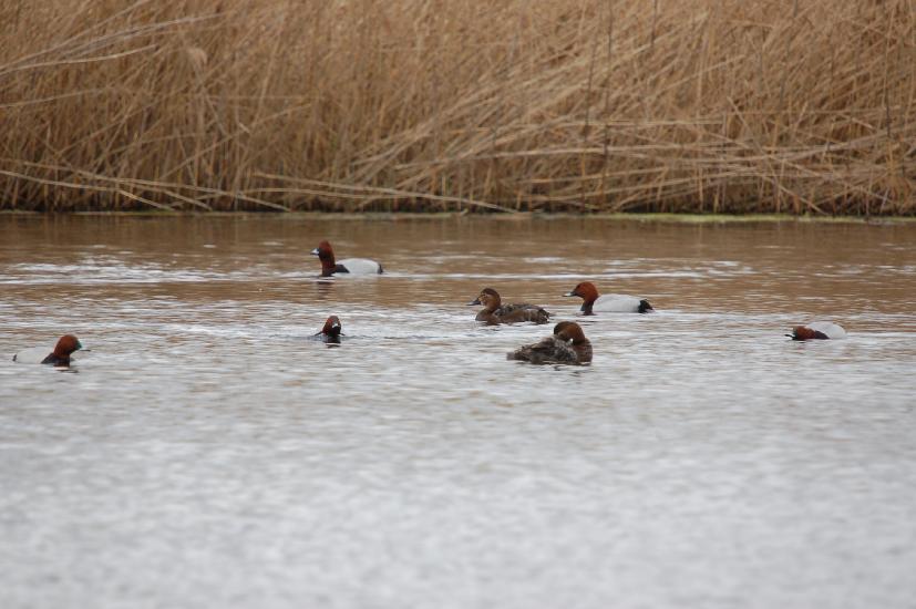 2010_04_10_128_Rieselfelder