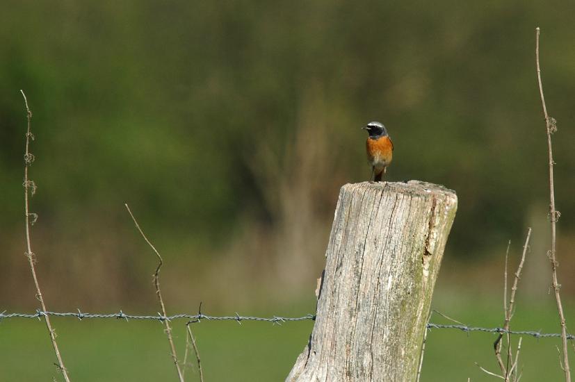 2010_04_24_436_Bruch