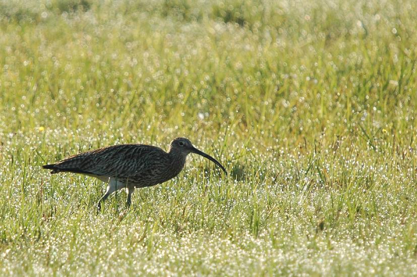 2010_04_25_891_Bruch