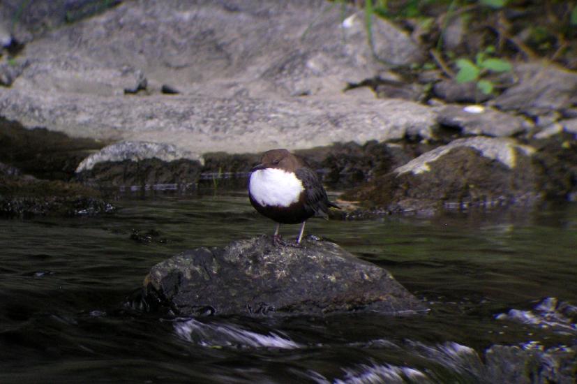 2010_05_13_33_Wasseramsel